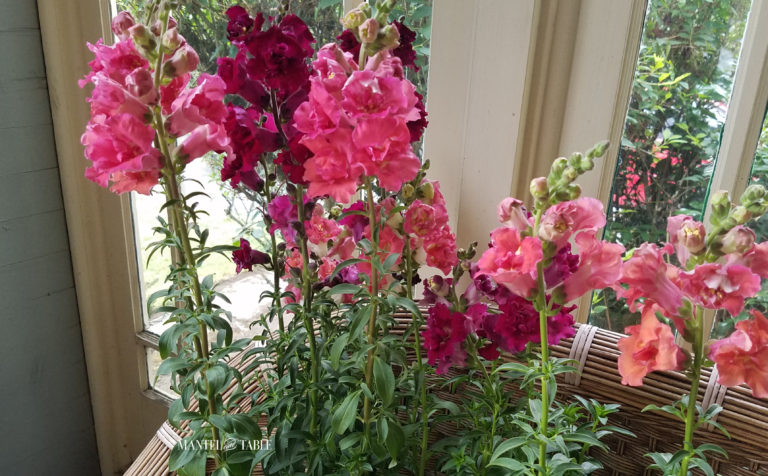 Blooming snapdragon plants in shades of red, pink, and salmon
