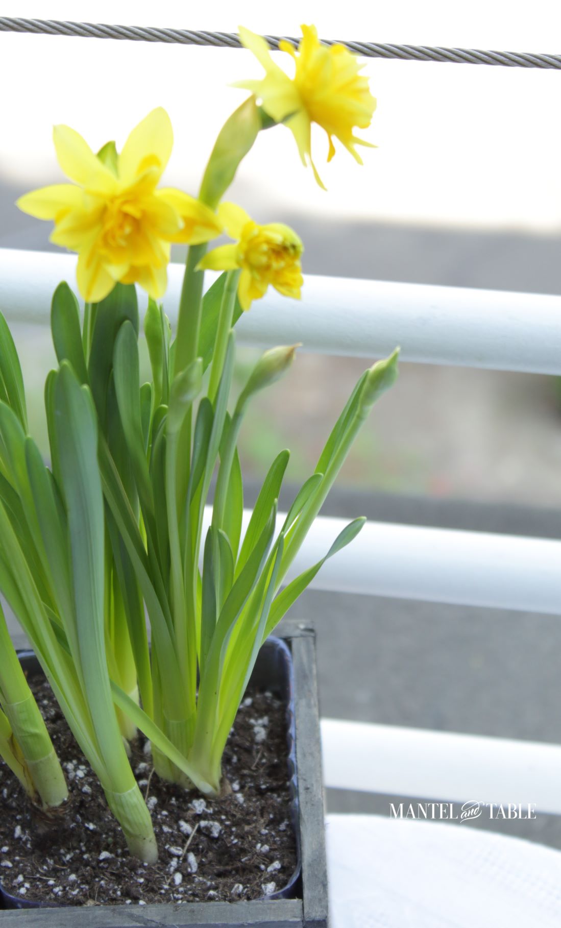 Daffodils very closeup
