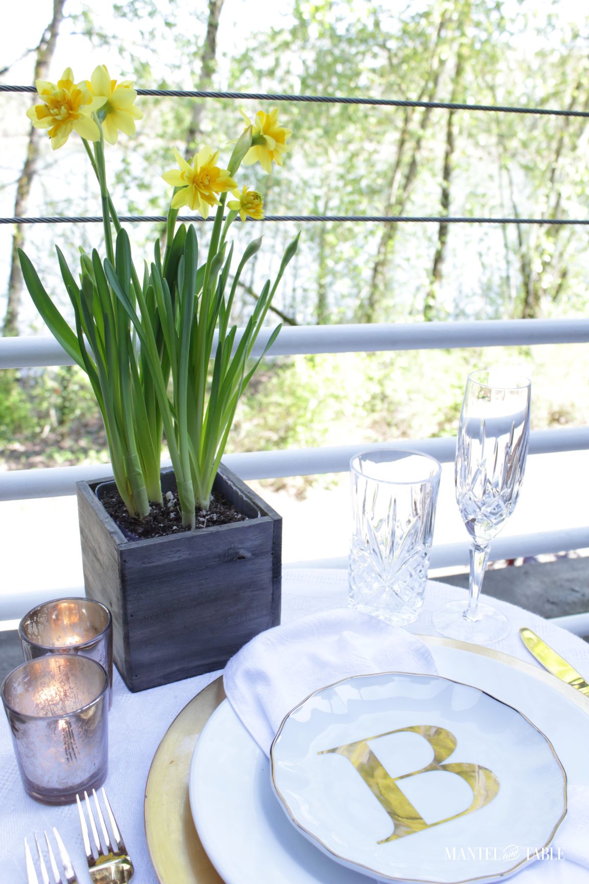 Daffodil plant and view from balcony