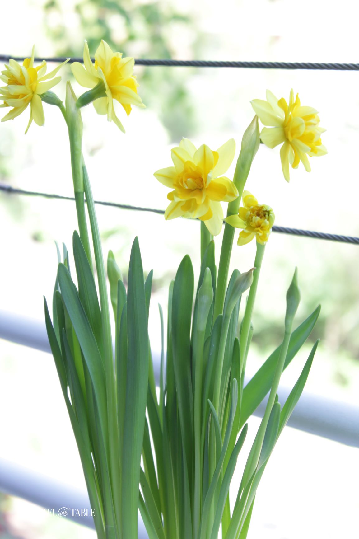 Closeup of daffodils